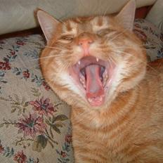 Huskat Tiger      (R.I.P.)