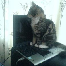 Norsk Skovkat Freja.