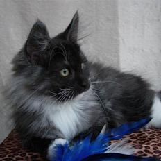 Norsk Skovkat Camissen's Conrad