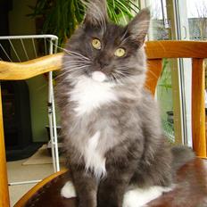 Norsk Skovkat Camissen's Conrad