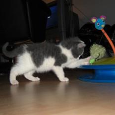 Huskat Odin RIP 25-02-13