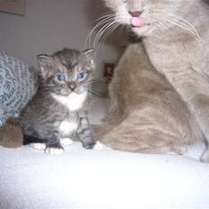 Blanding af racer fået nyt hjem allesammen