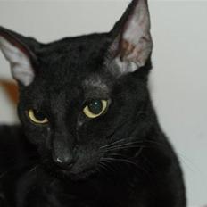 Cornish Rex Ebonny 