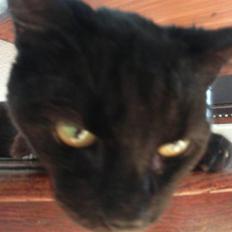 Huskat Millemus (død)