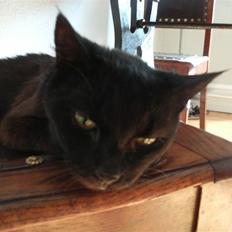 Huskat Millemus (død)