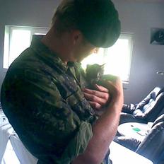 Norsk Skovkat Pjuske