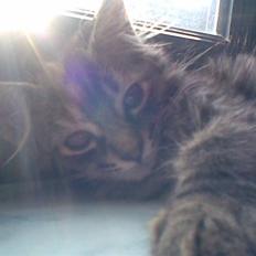 Norsk Skovkat Pjuske