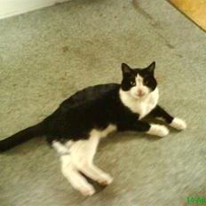 Huskat BabyKat-Samson