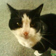 Huskat BabyKat-Samson