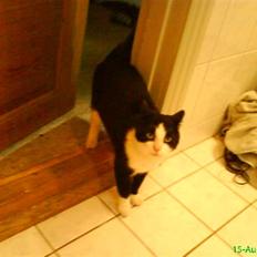 Huskat BabyKat-Samson