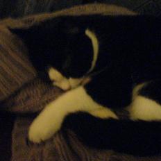 Huskat Max Power R.I.P :-(