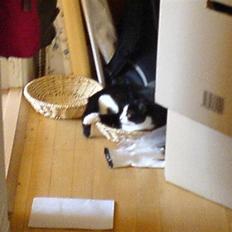 Huskat Max Power R.I.P :-(