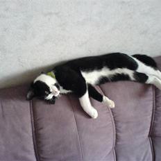 Huskat Max Power R.I.P :-(
