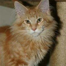 Maine Coon Micharlo's Dior