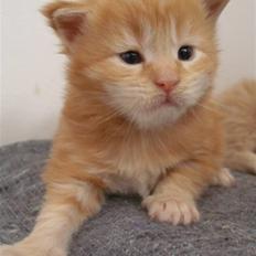 Maine Coon Micharlo's Dior