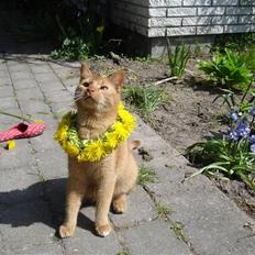 Blanding af racer Simba Den Farlige