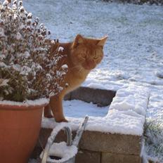 Blanding af racer Simba Den Farlige