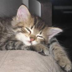 Blanding af racer Linkin