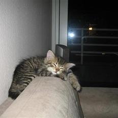 Blanding af racer Linkin