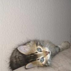 Blanding af racer Linkin