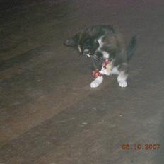 Blanding af racer Kiddi