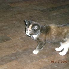 Blanding af racer Kiddi