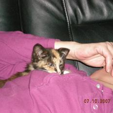 Blanding af racer Kiddi