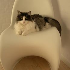 Norsk Skovkat Na´zyias Gyasi Garai