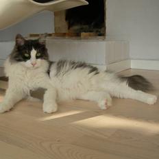 Norsk Skovkat Na´zyias Gyasi Garai