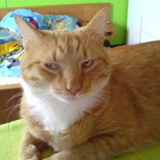 Blanding af racer Mikkel (R.I.P)