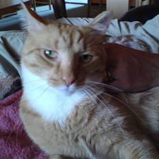 Blanding af racer Mikkel (R.I.P)