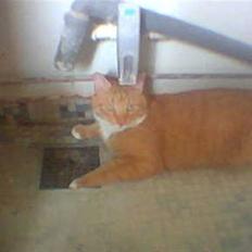 Blanding af racer Mikkel (R.I.P)