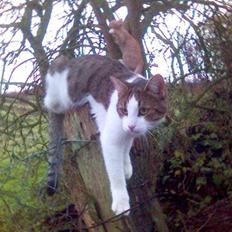 Blanding af racer Rex