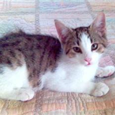 Blanding af racer Rex