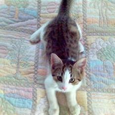 Blanding af racer Rex