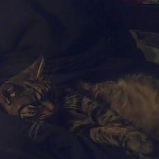 Blanding af racer tarzan<3