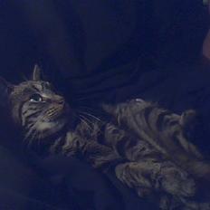 Blanding af racer tarzan<3