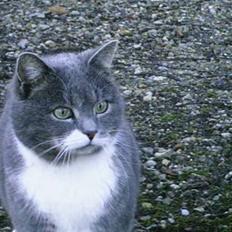 Blanding af racer Pjuske