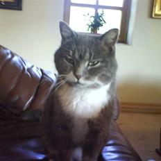 Blanding af racer Pjuske