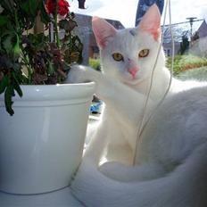 Huskat Akito (Pølle) Væk :(