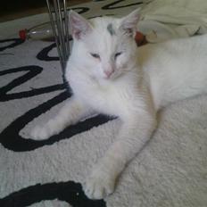 Huskat Akito (Pølle) Væk :(