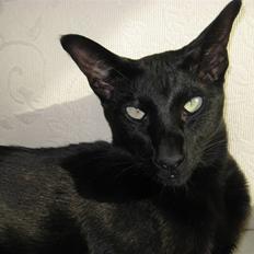 Orientaler Cato (André Thaie Bamboo)