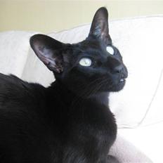 Orientaler Cato (André Thaie Bamboo)