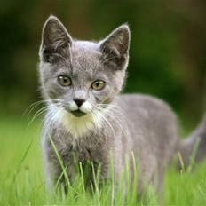 Huskat Sally af Ll. Stokkebjerg