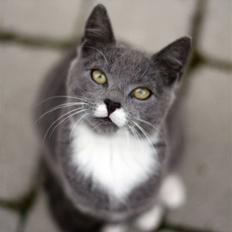 Huskat Sally af Ll. Stokkebjerg