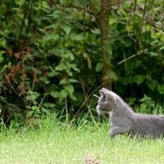 Huskat Sally af Ll. Stokkebjerg