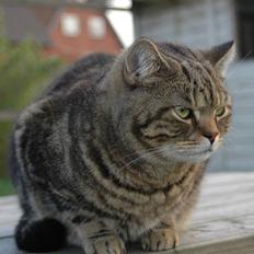 British Shorthair Archibald