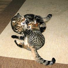 British Shorthair Archibald