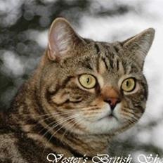 British Shorthair Archibald