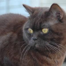 British Shorthair Sif